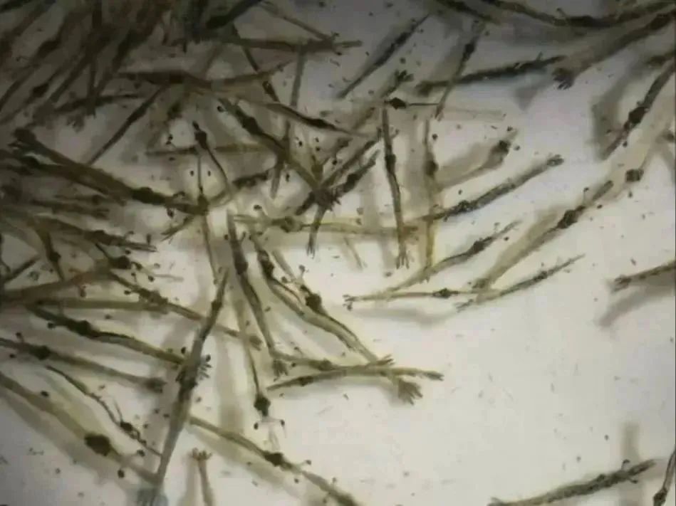 金刚虾保苗2.jpg